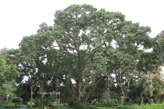 Ficus virens